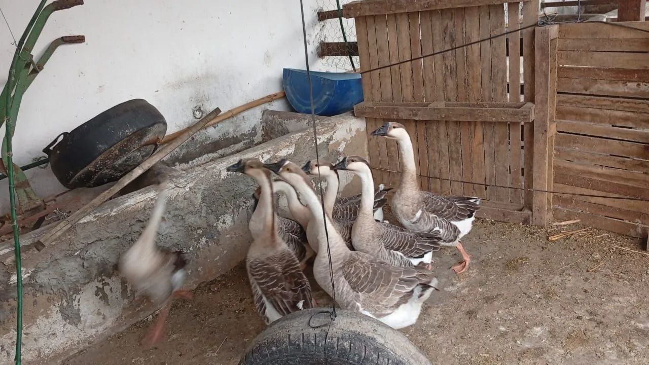 ganso sinaleiro 