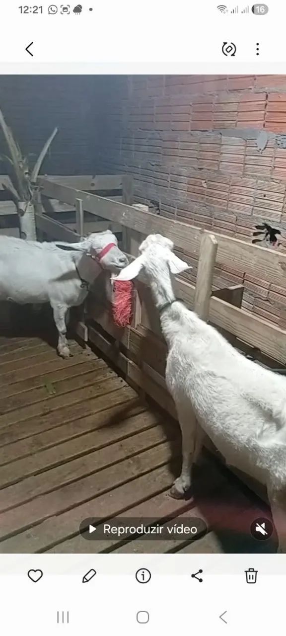 Cabras 