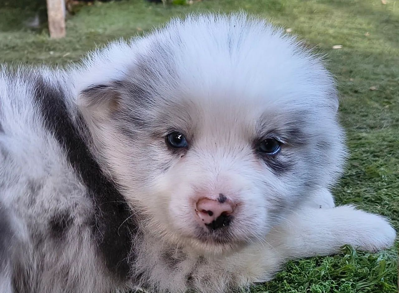 Lindos border collie (macho) - Foto 2