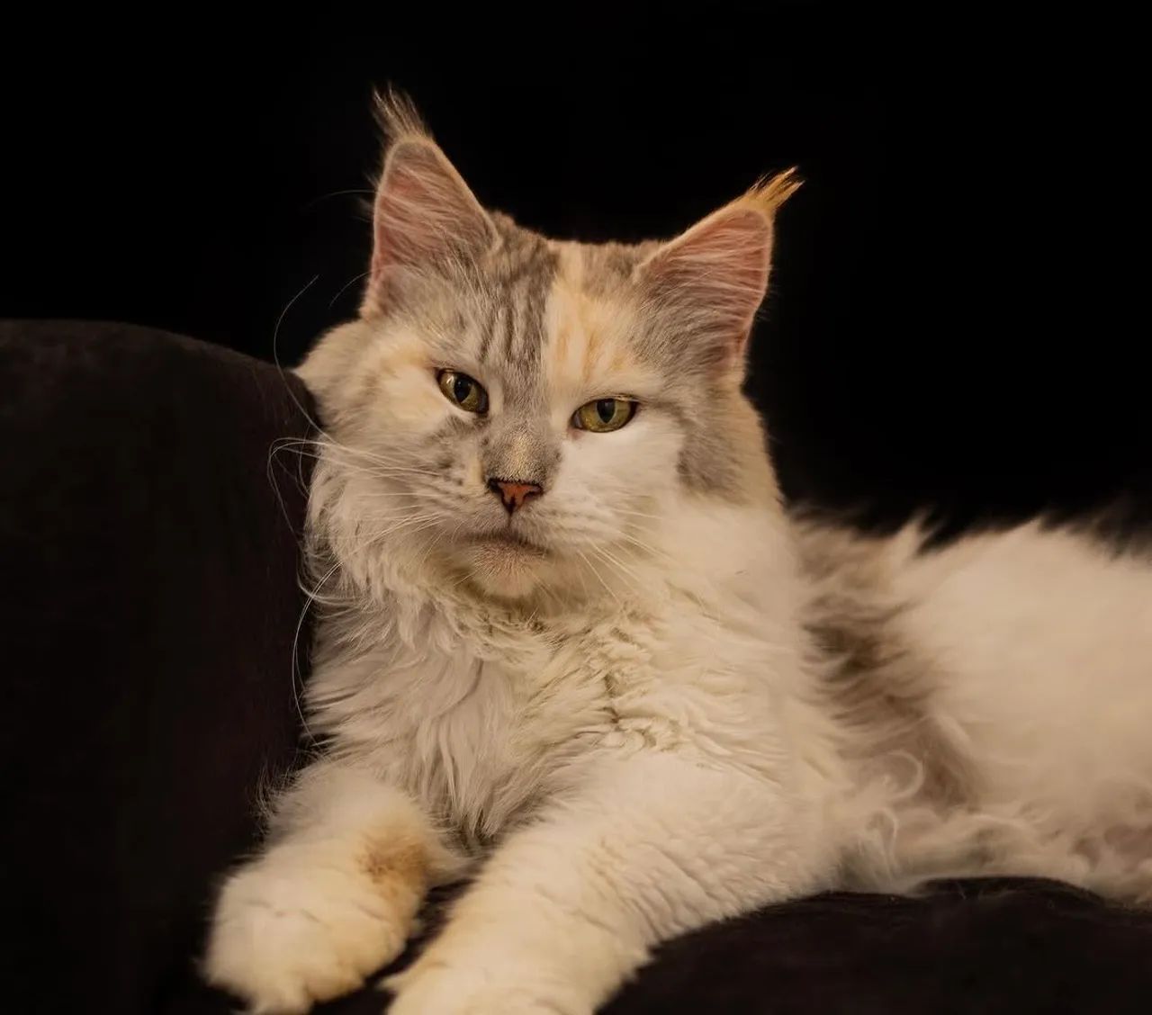 Maine coon russo  - Foto 4