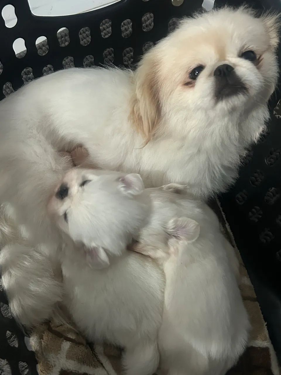 Cachorro - Foto 3