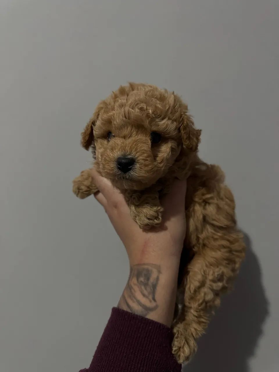 Poodle Toy - Vendas - Macho e Fêmea  - Foto 2