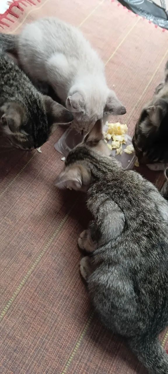 Gatos - Foto 5