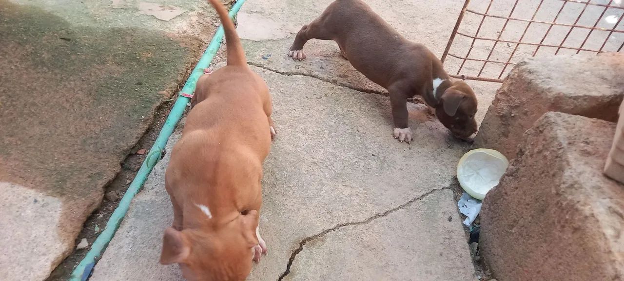 Cachorro  - Foto 2