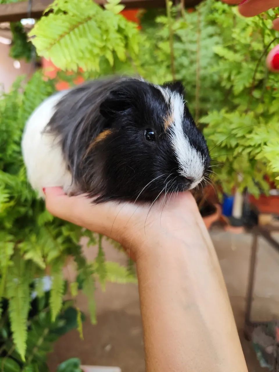 porquinho da Índia sheltie  - Foto 3