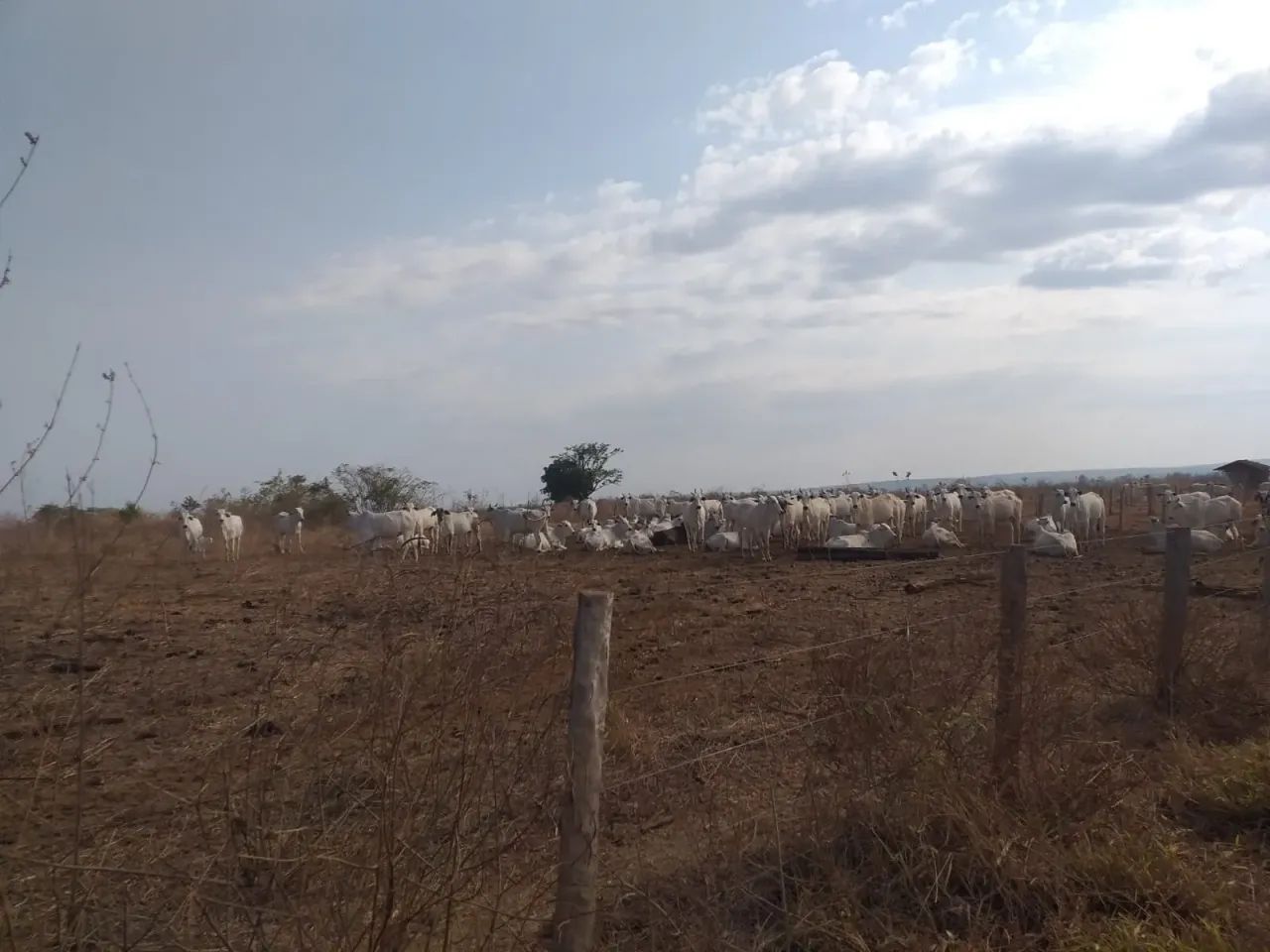 Fazenda a venda em  - Goiatins - Tocantins - Foto 5