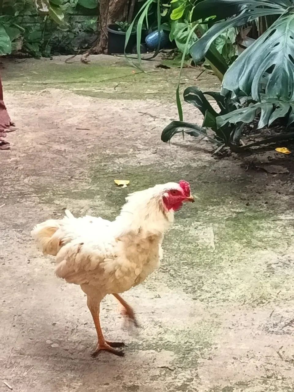 FRANGO ÍNDIO G - Foto 5