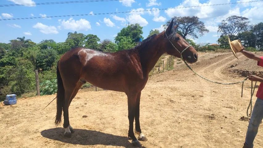 Cavalos  - Foto 4