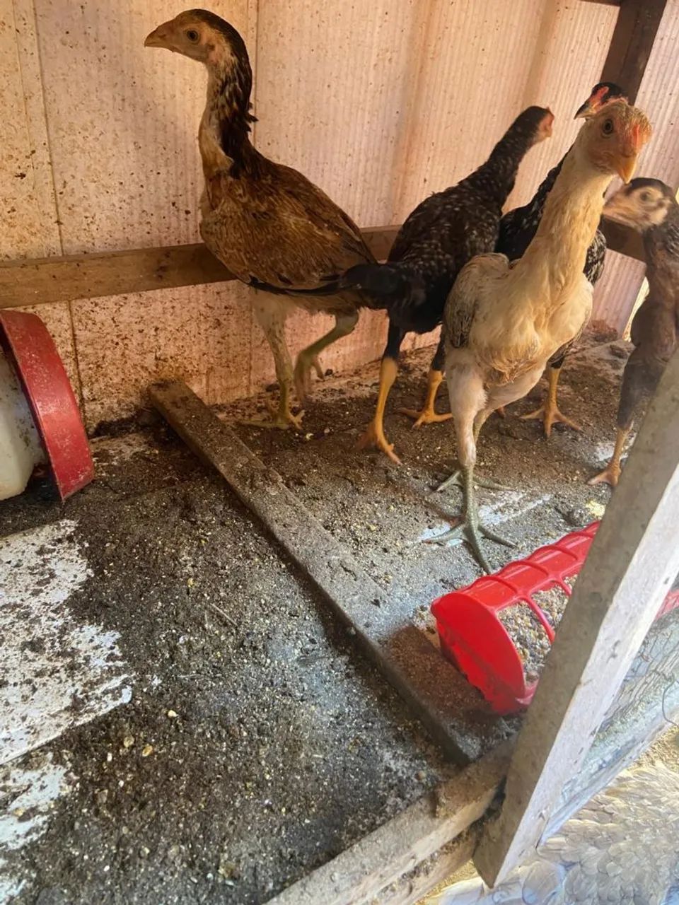 Frango caipira 