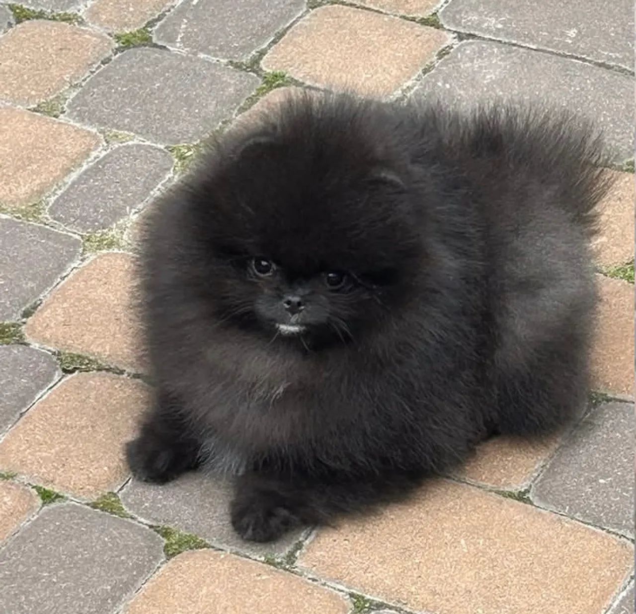 Spitz alemão anão - Foto 3