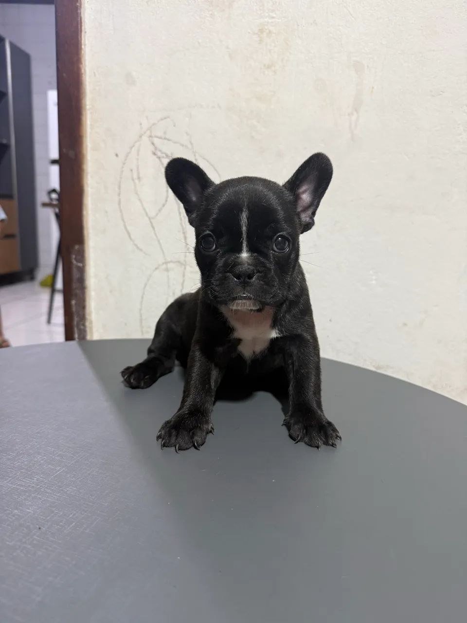Buldogue francês 