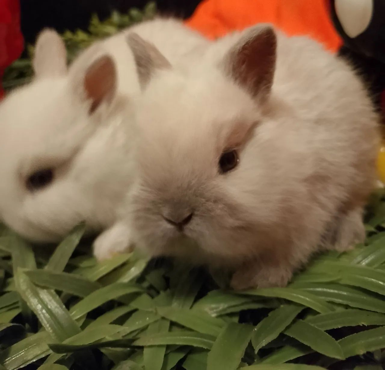 Mini coelhos  - Foto 3