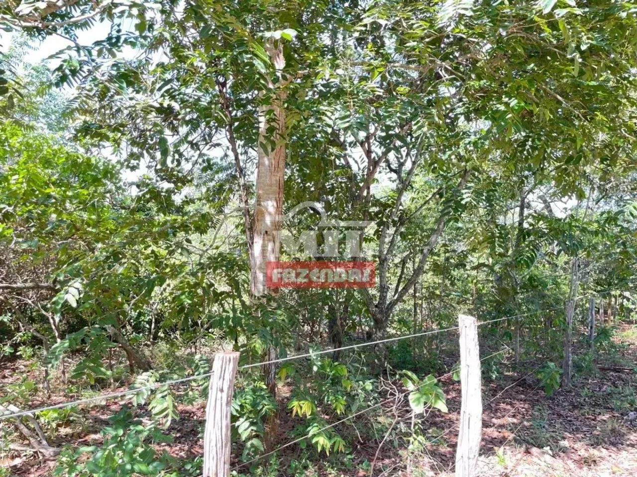 Fazenda 200 alqueires ( 968 hectares) Uruaçu - GO - Foto 2