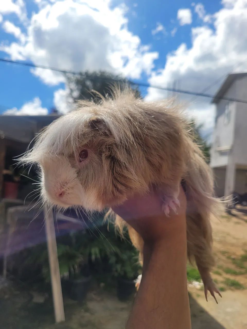 Porquinho da india  - Foto 2