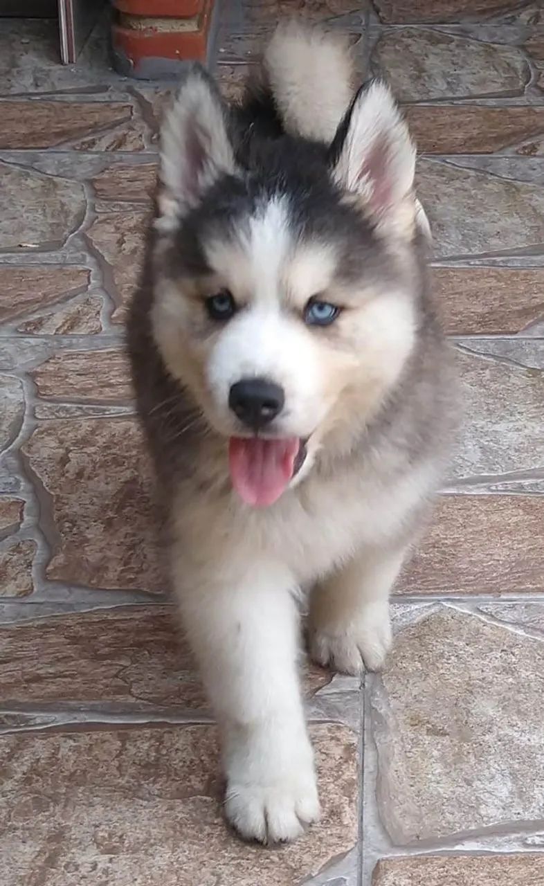 Husky Siberiano lindos - Foto 2