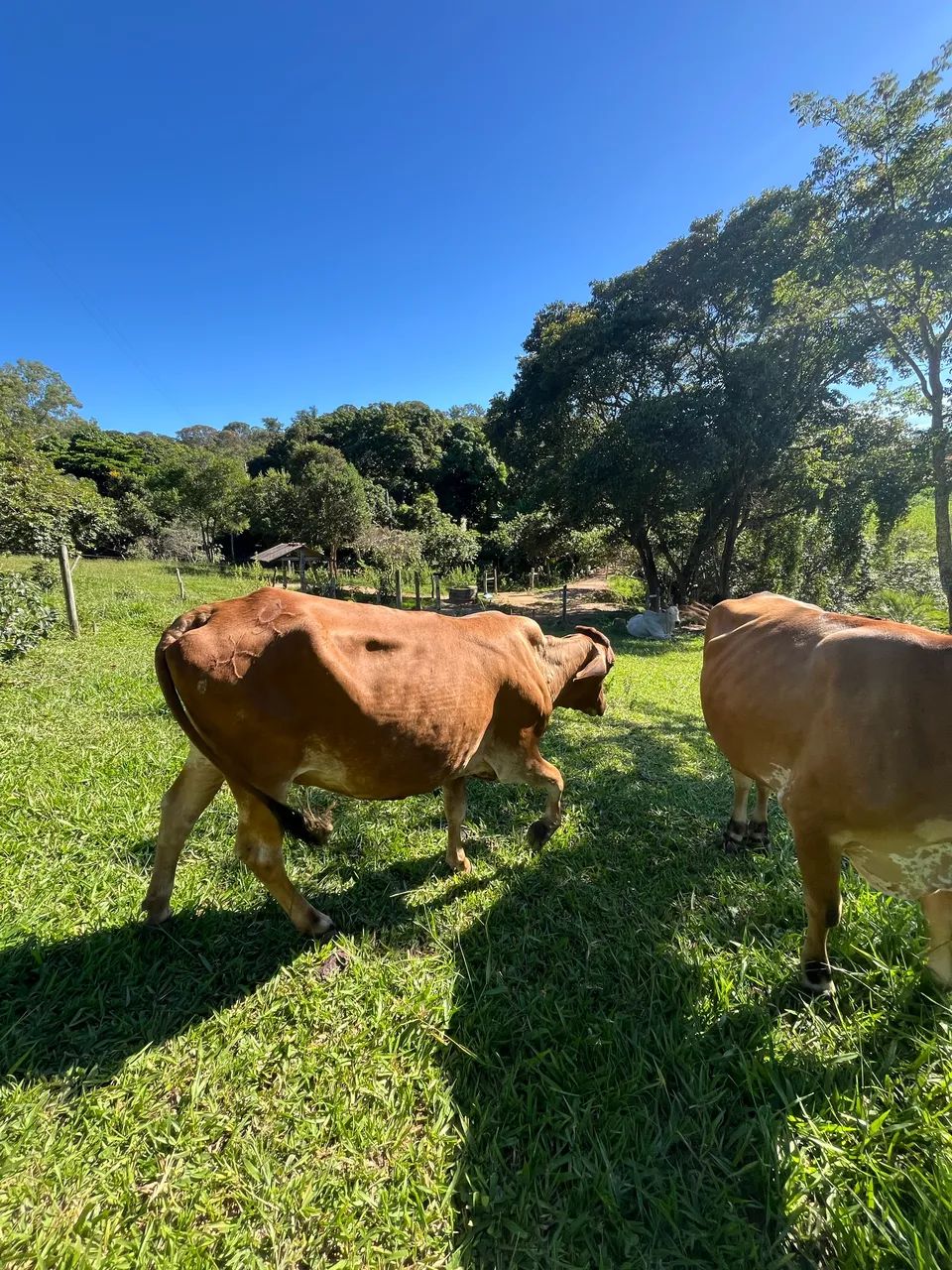Vacas leiteiras - Foto 6