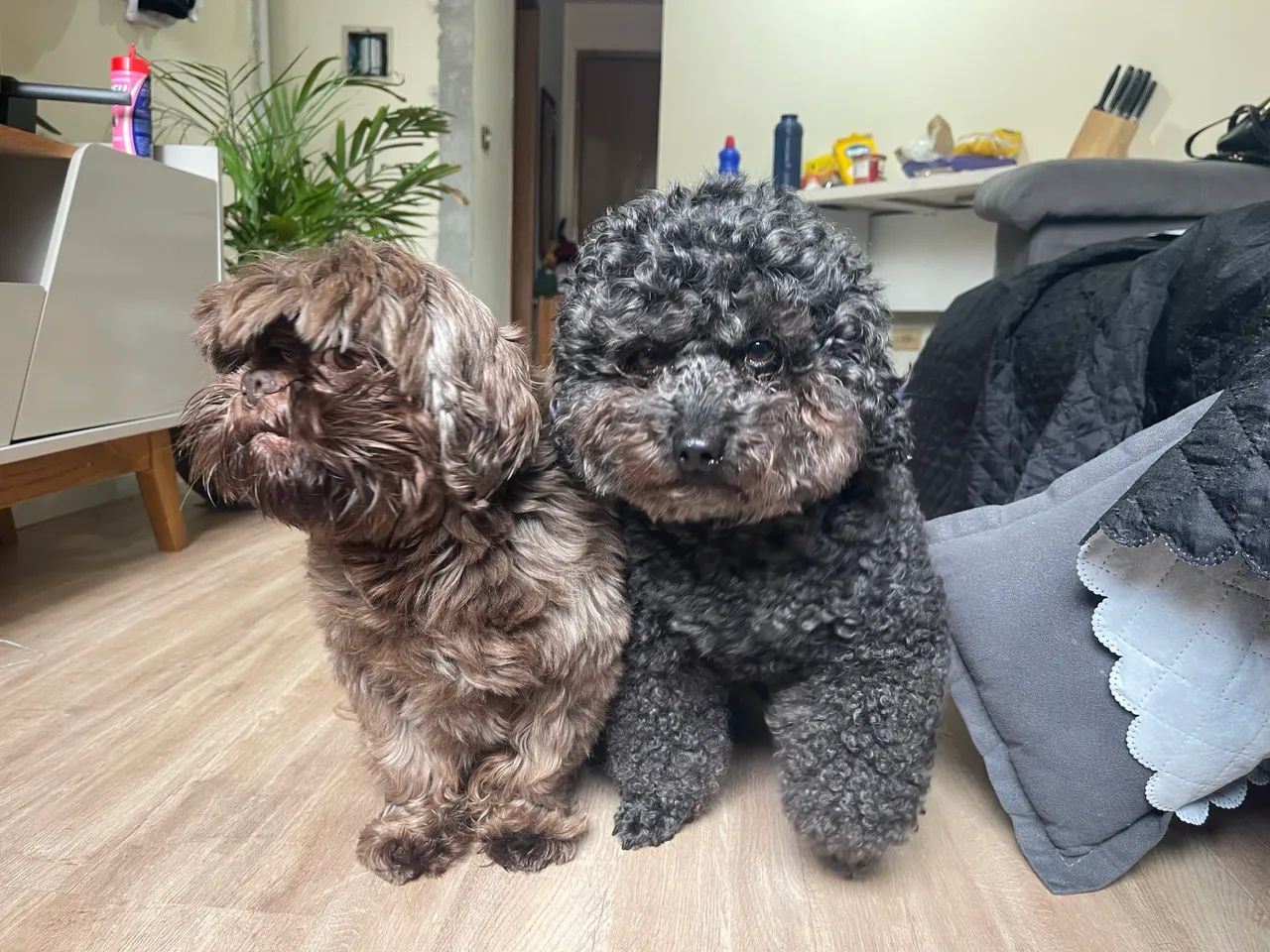 DOAÇÃO CONSCIENTE - POODLE E SHITZU MACHO - Foto 2