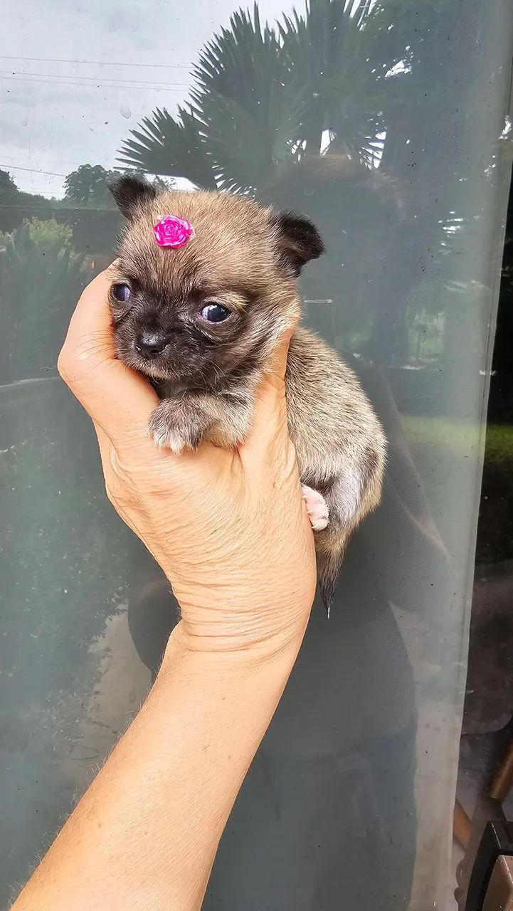 Chihuahua Fêmea minúscula - Foto 2