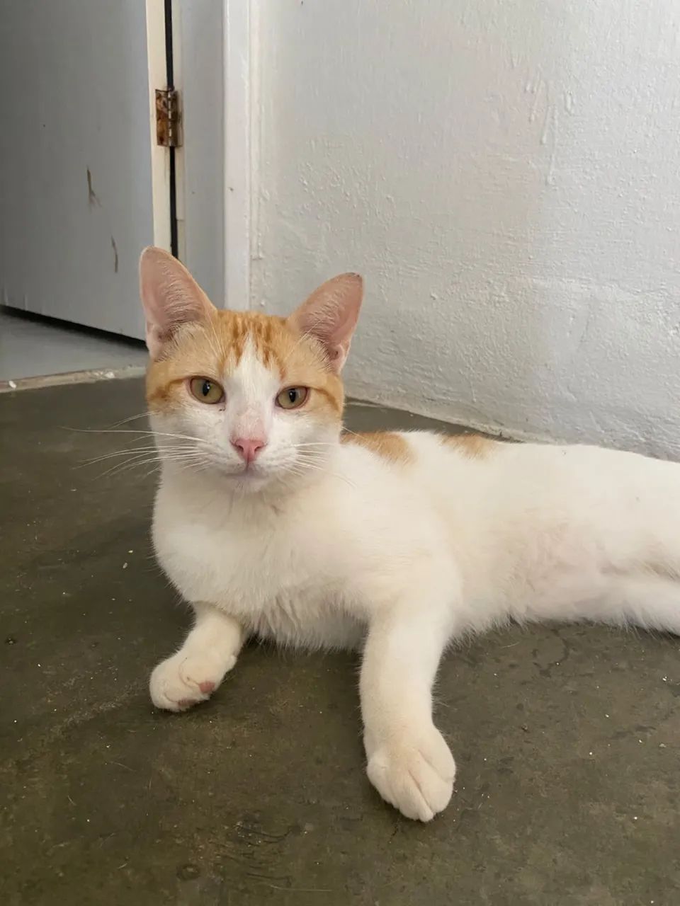 Adoção Gato - Foto 5