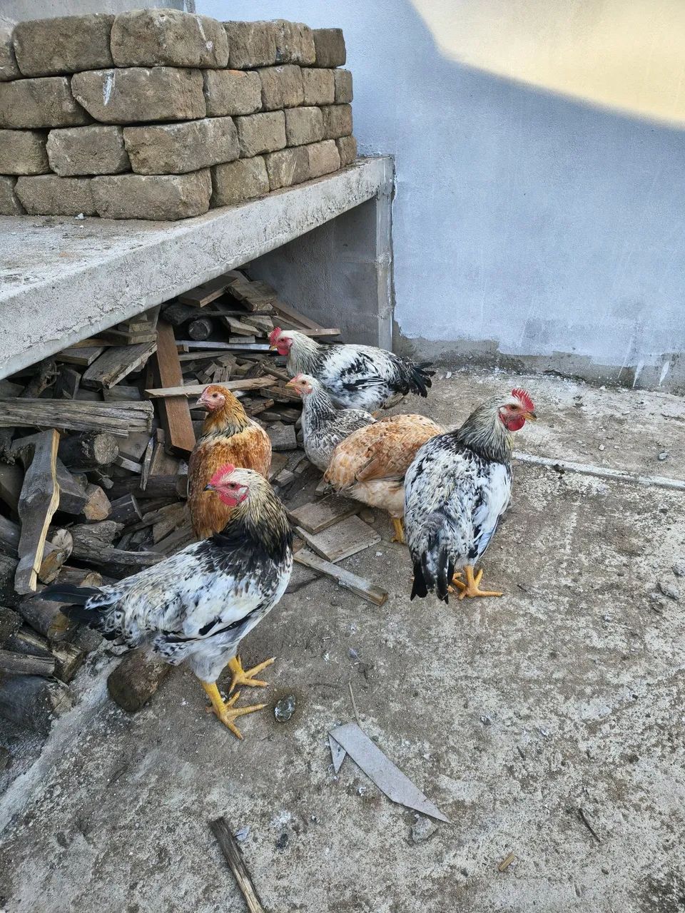 Frango galinha galo GSC  nascido de ovo azul 5 meses - Foto 5