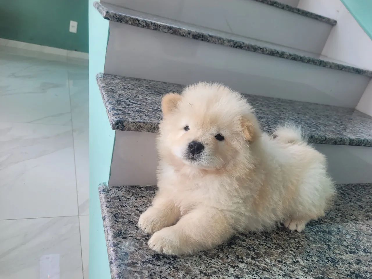 Meu amigo pet