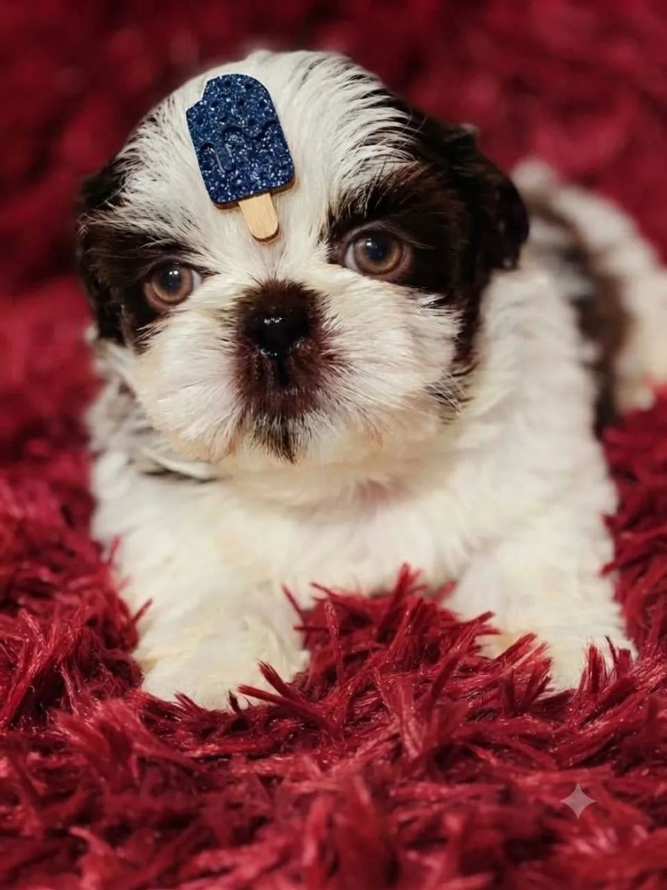 Macho mini - Foto 3