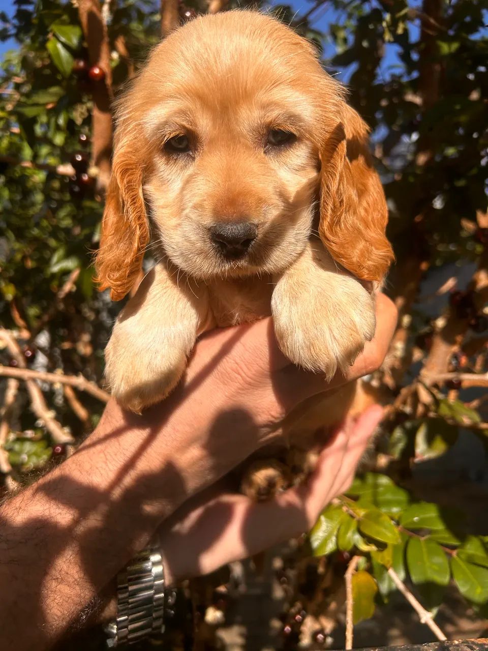 Cocker  - Foto 5