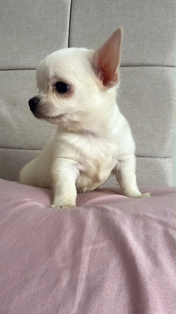 Chiuaua  - Foto 3