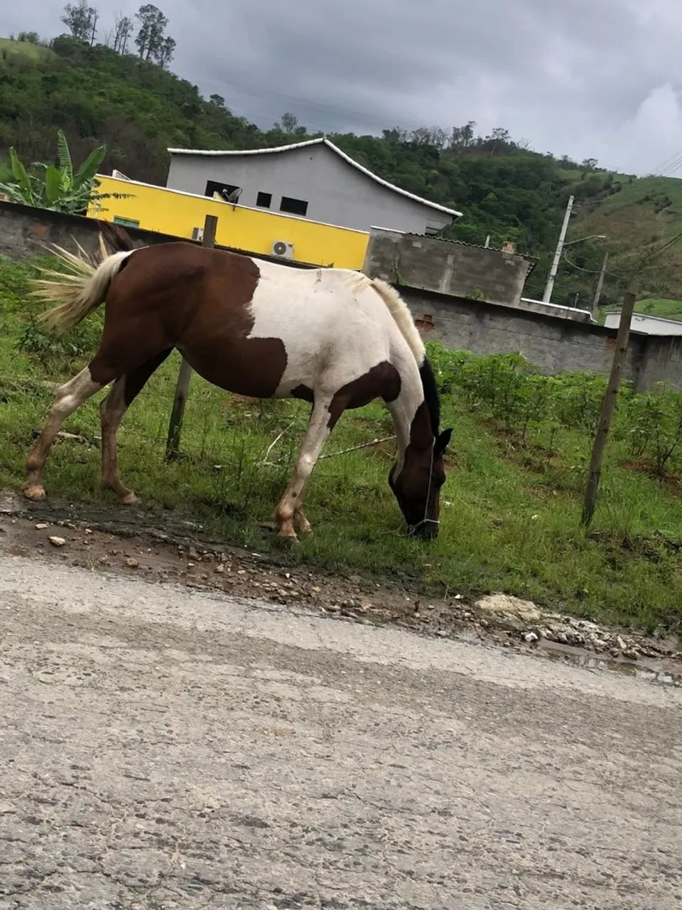 Cavalos