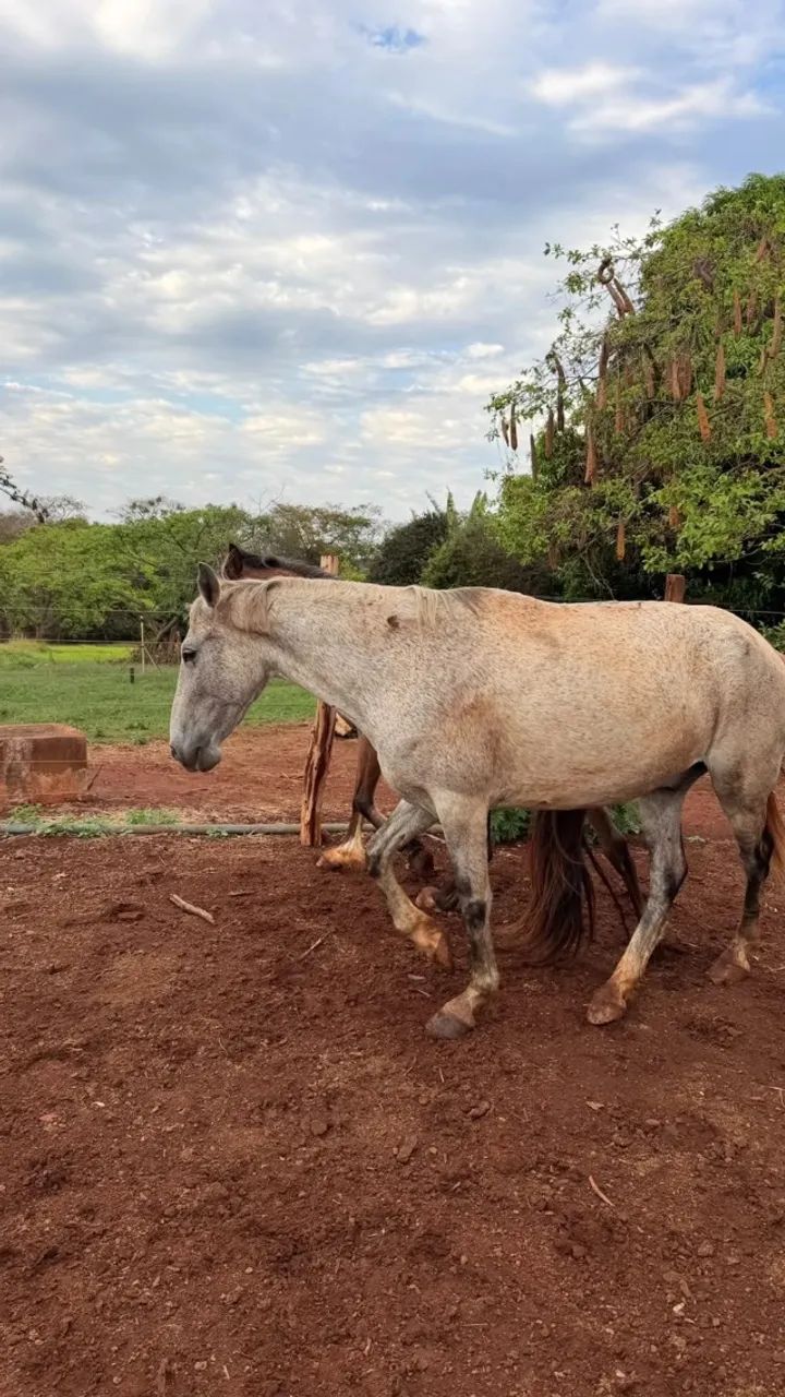 Cavalo 