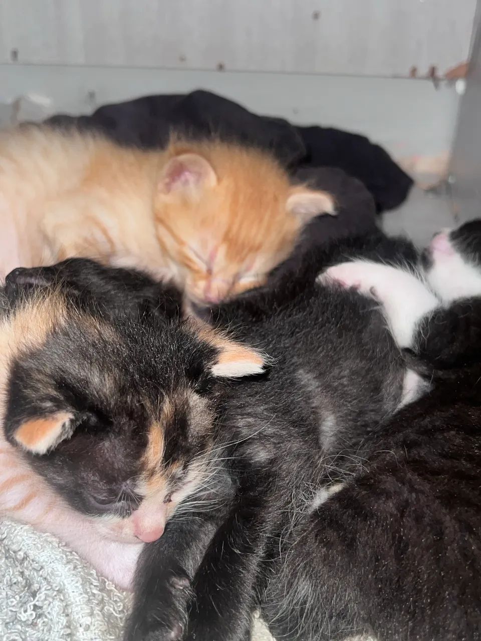 Gatos para adoção 