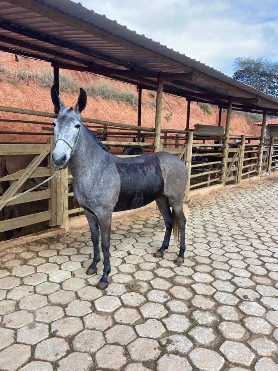 Cavalos  - Foto 3
