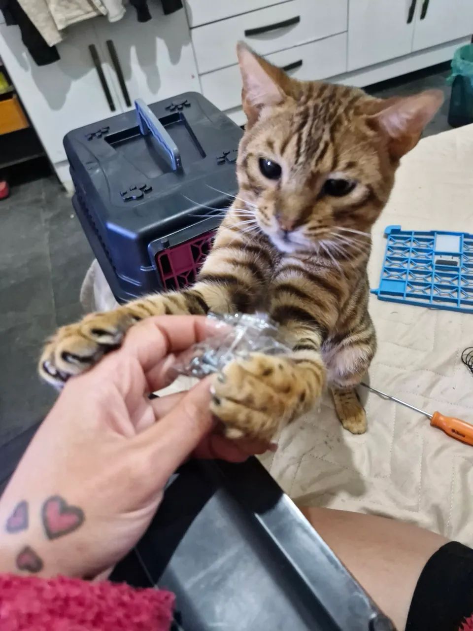 Bengal