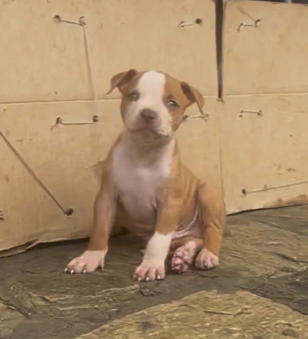American pit bull terrier - Foto 5