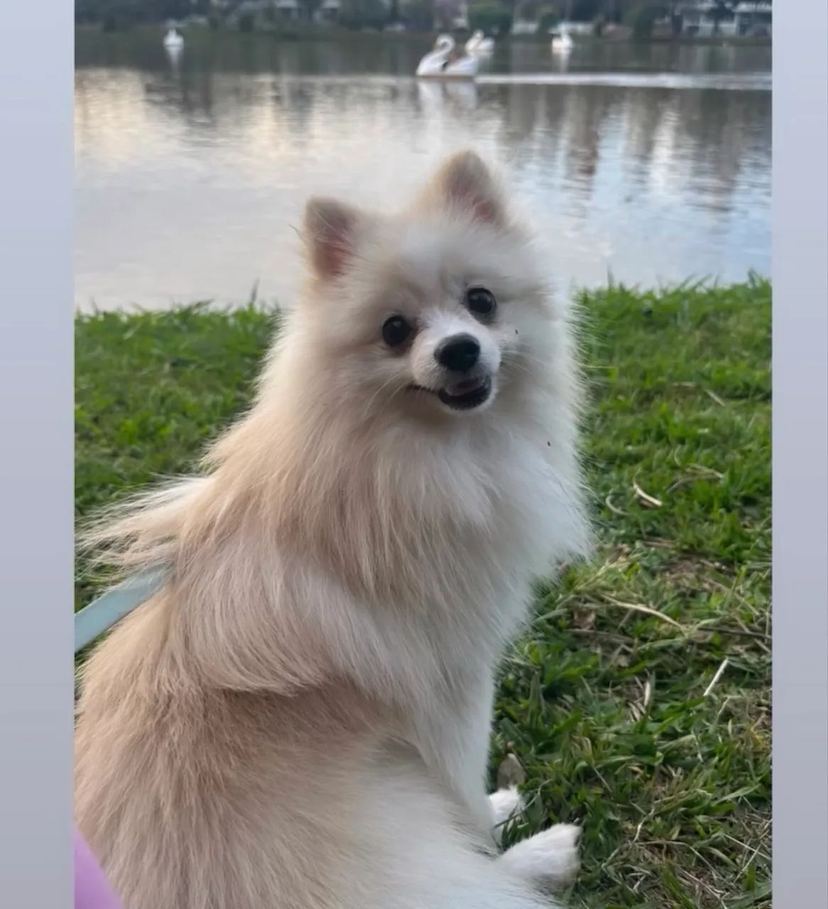 Spitz alemão 