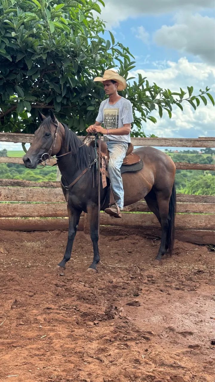 Égua Quarto de milha 