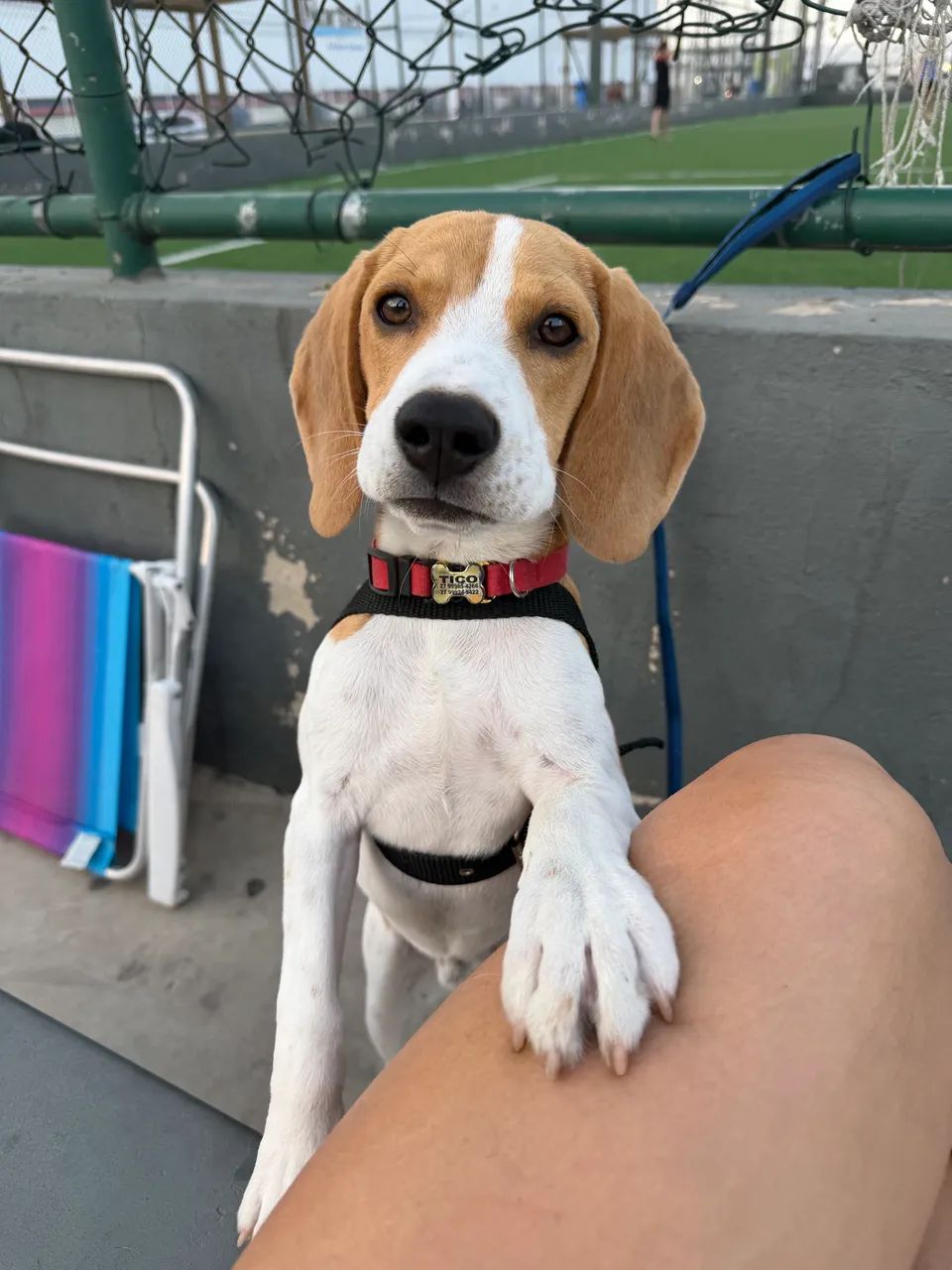 Cachorro  - Foto 2