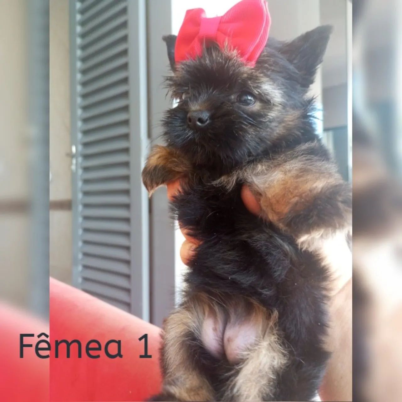 YORKSHIRE MICRO PROMOÇÃO PEDIGREE CBKC FÊMEA  - Foto 4