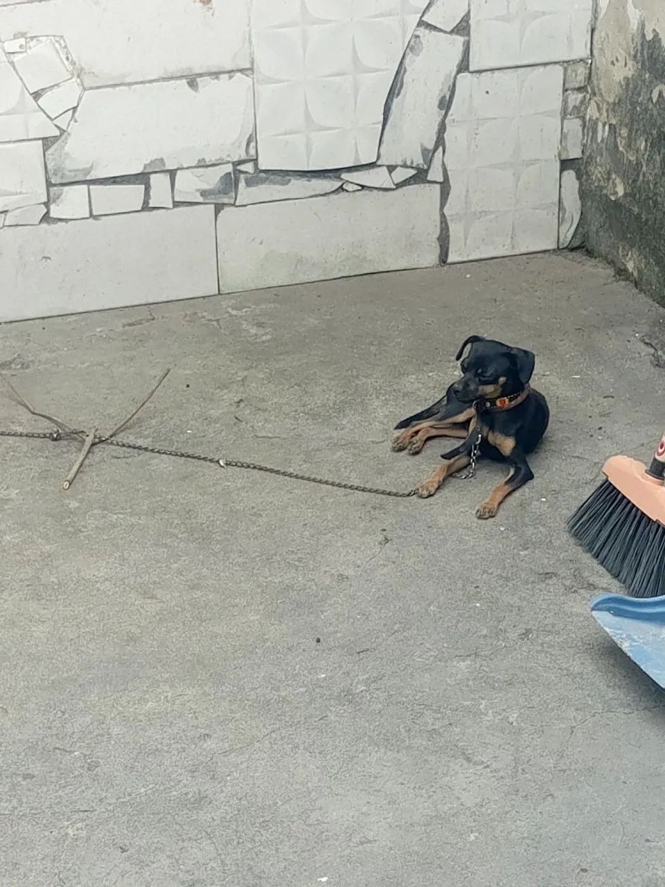 Vendo Pincher 