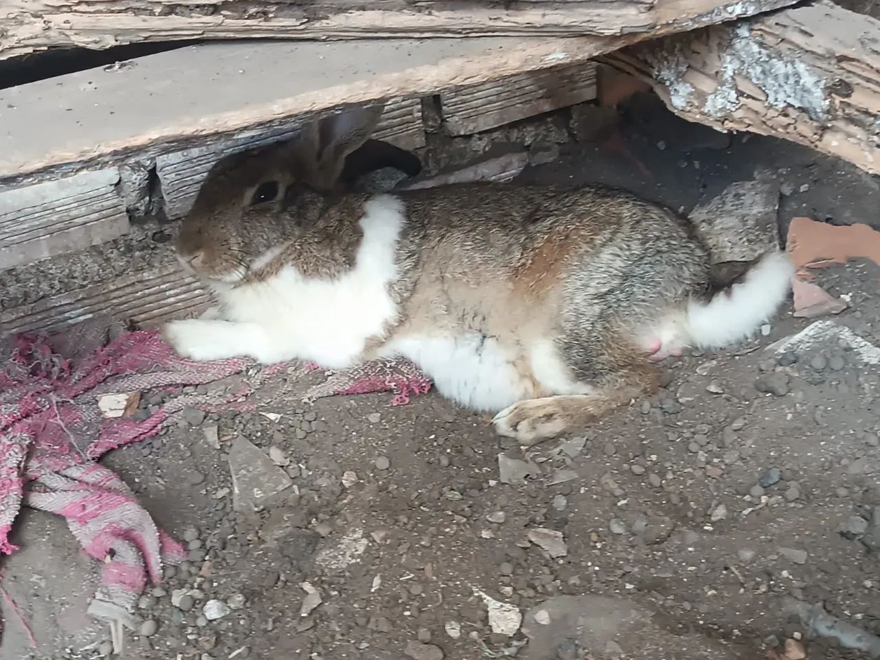 Coelhos 