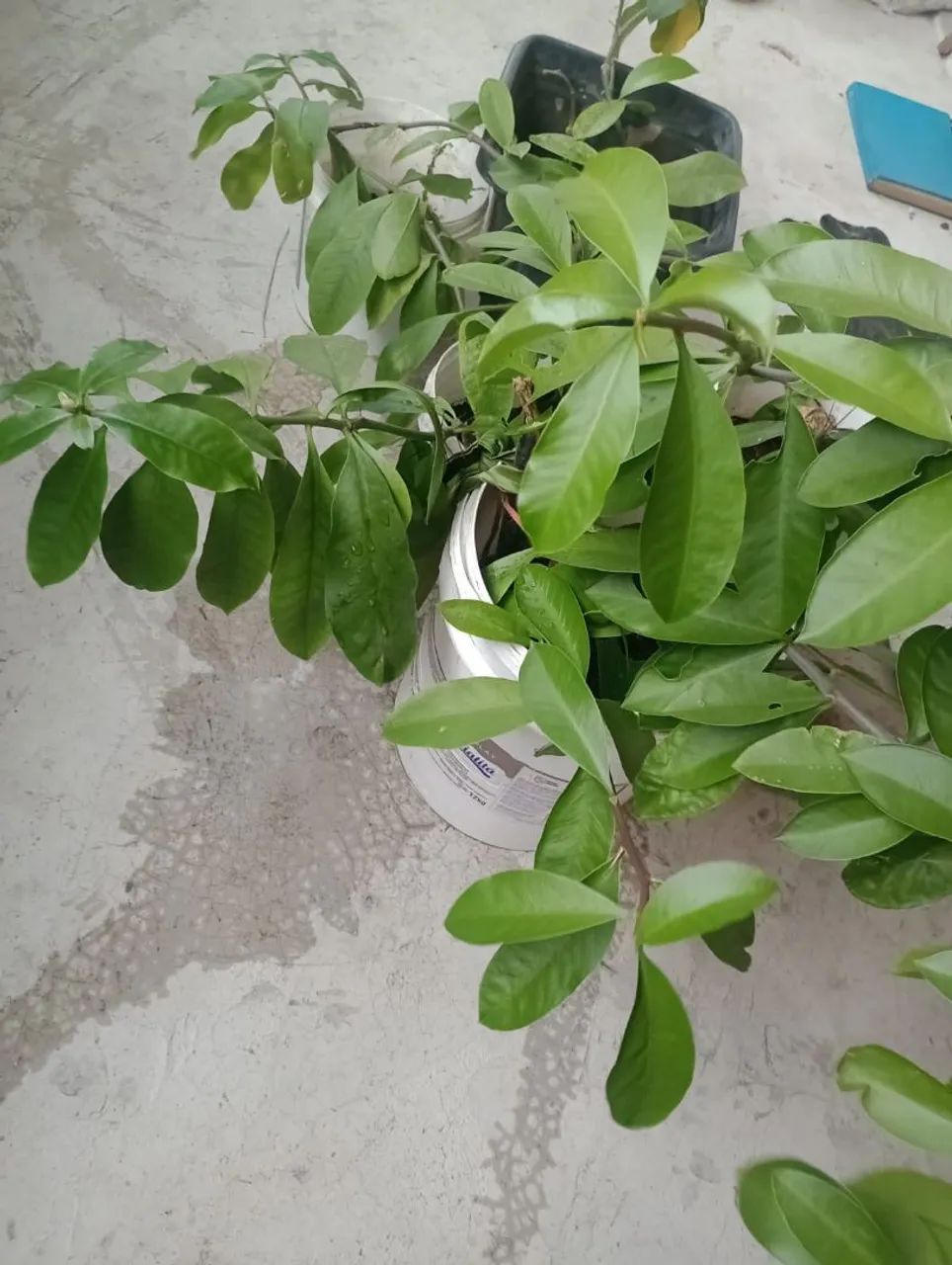 Plantas de Ora-pro-nobis.