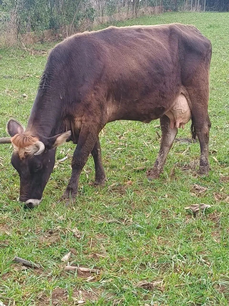 Vaca  - Foto 2