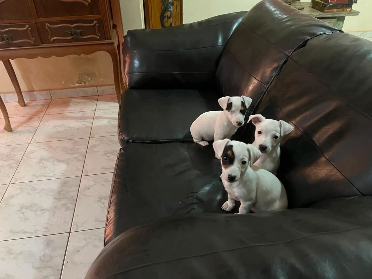 Filhotes Jack Russel Terrier  - Foto 4