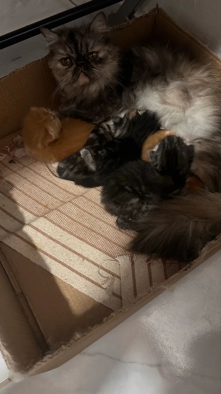 Gatos persas  - Foto 4