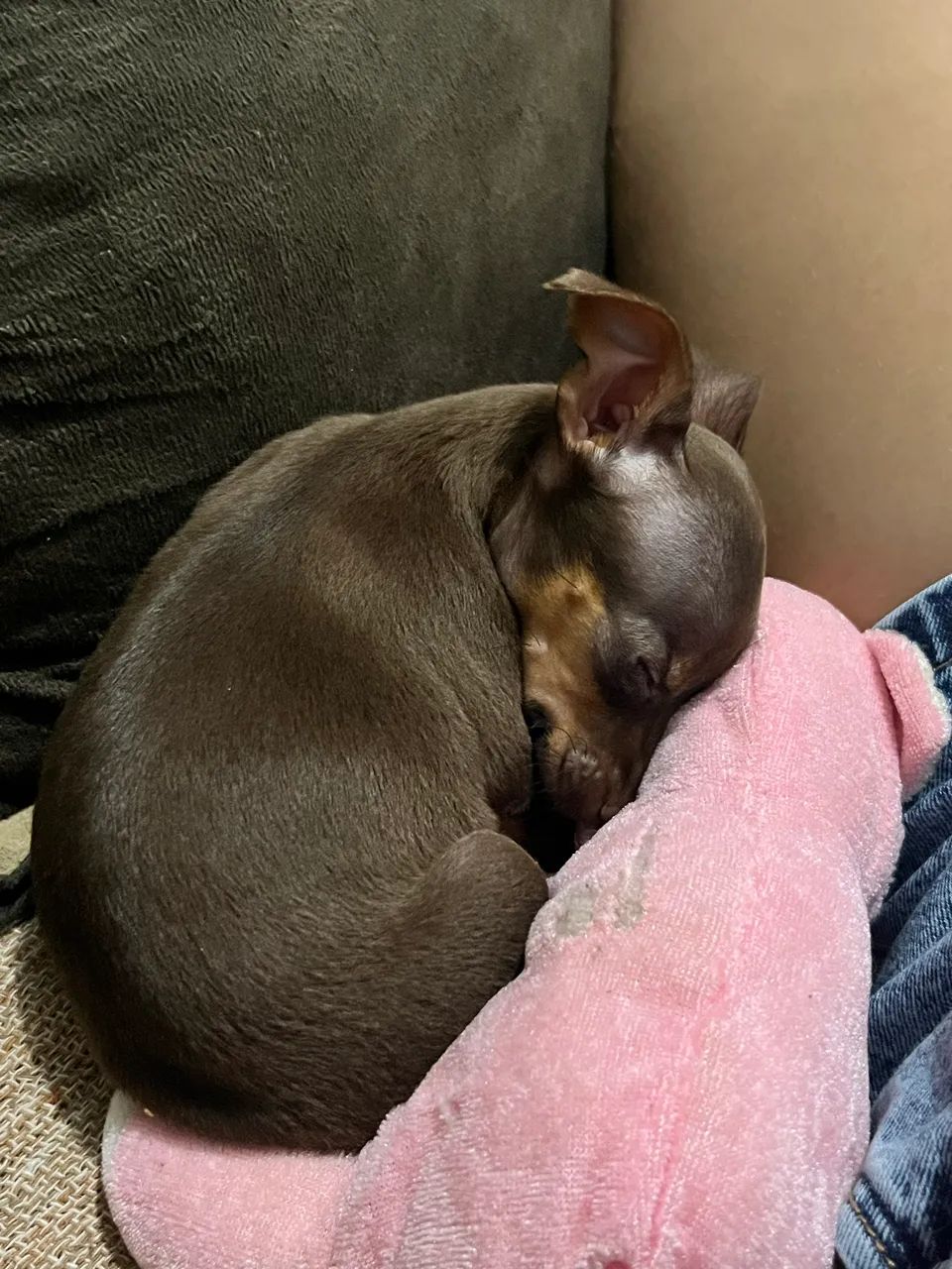 Pinscher mini  - Foto 2