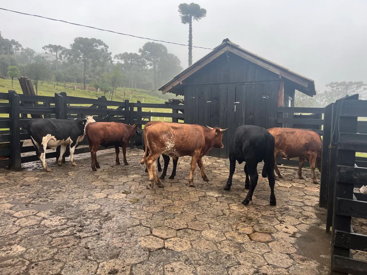 Bois castrados  - Foto 3