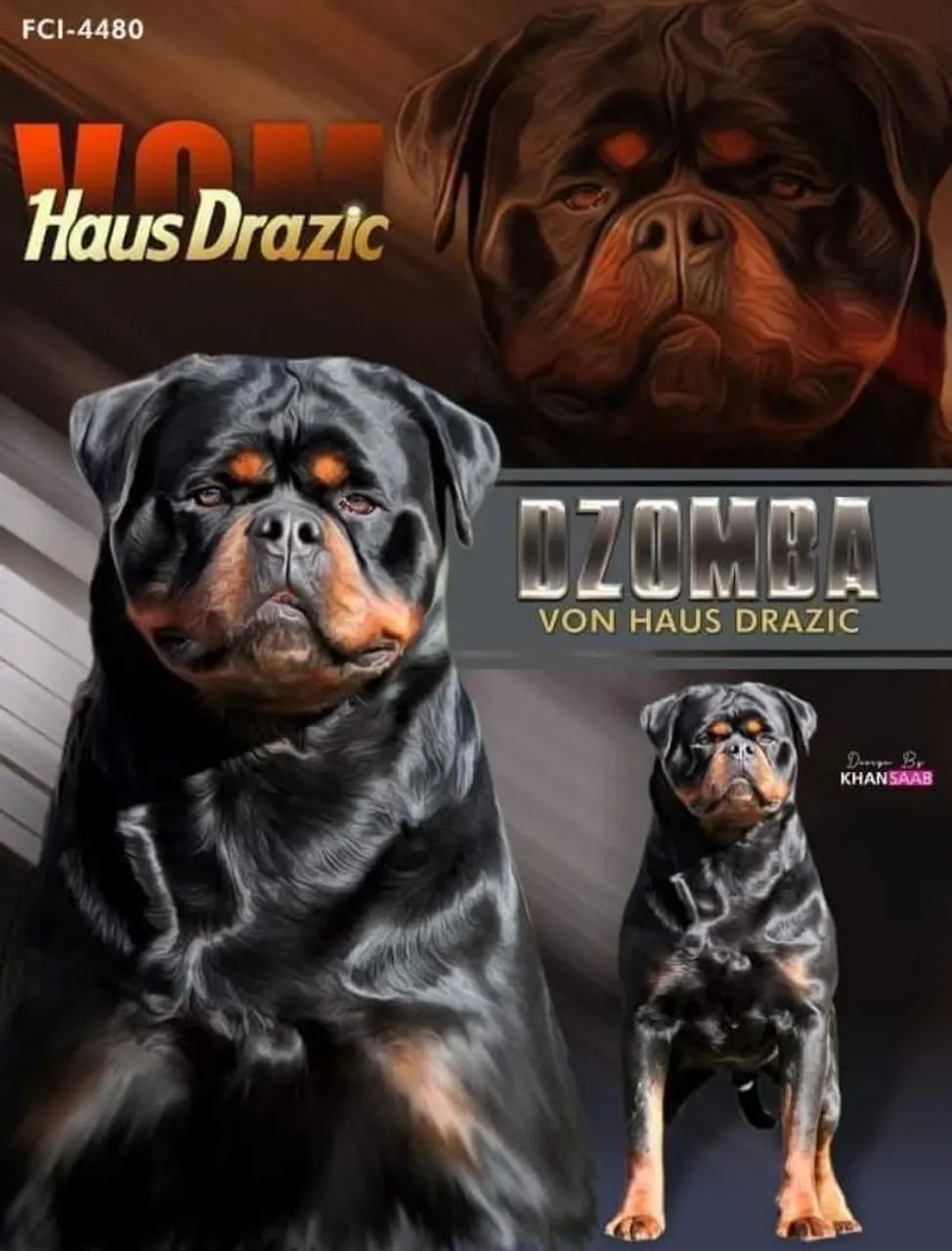 Filhotes de Rottweiler  - Foto 5