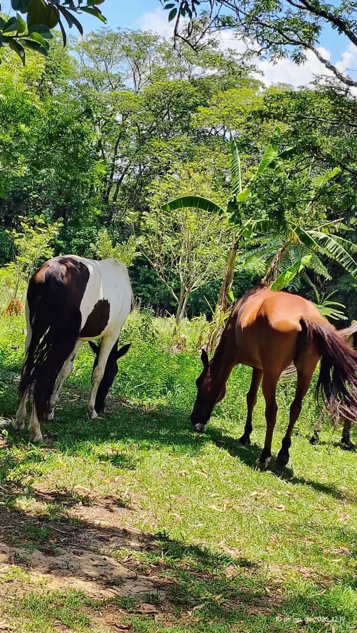 Vendo égua mansa - Foto 3