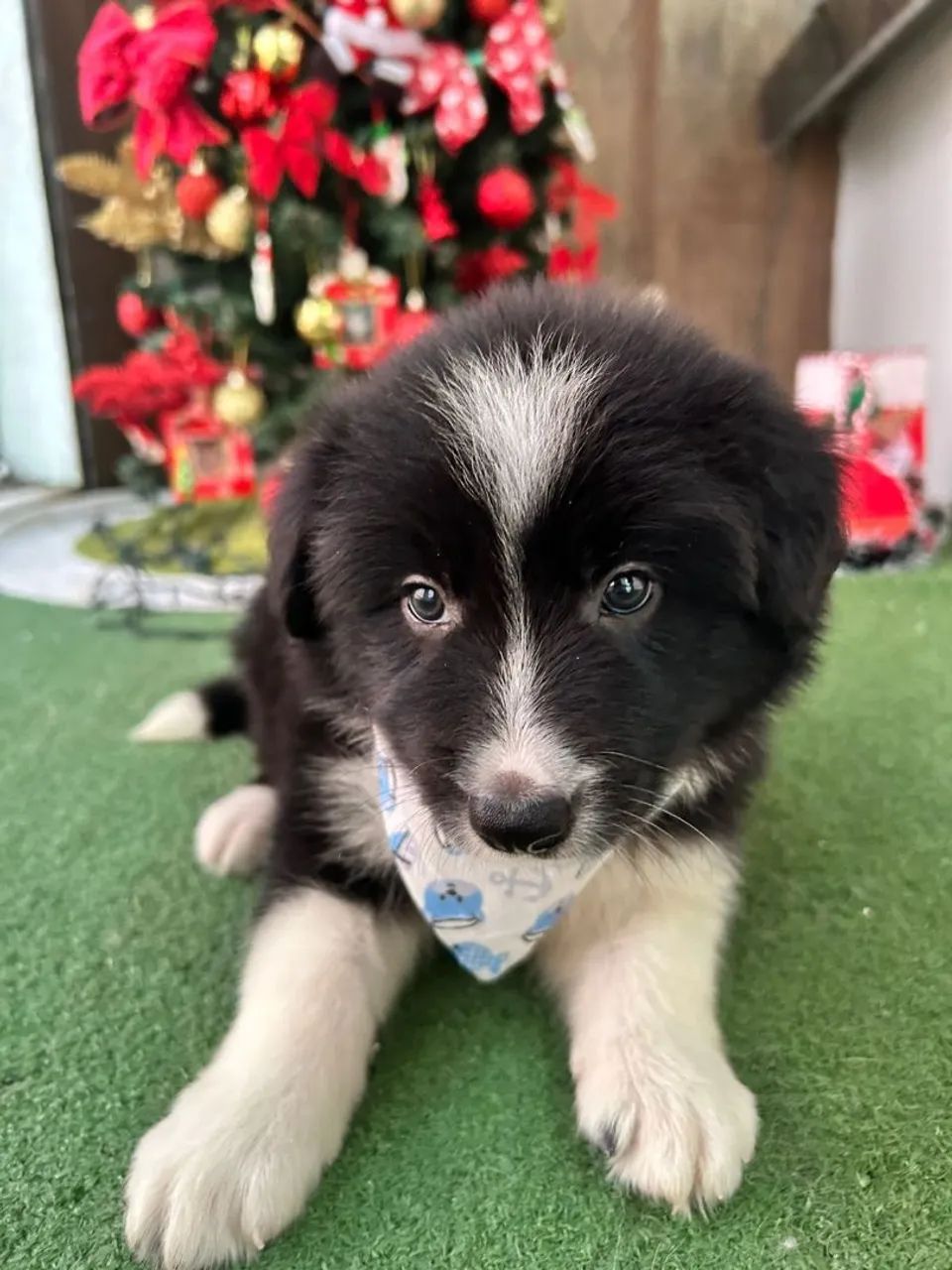 Borde colier - Foto 2