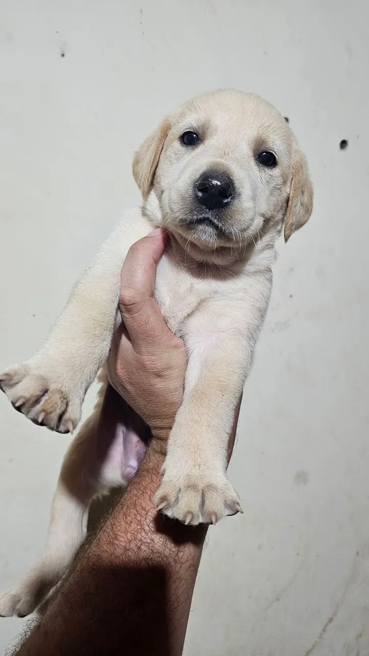Filhote de labrador Retrivier  - Foto 2